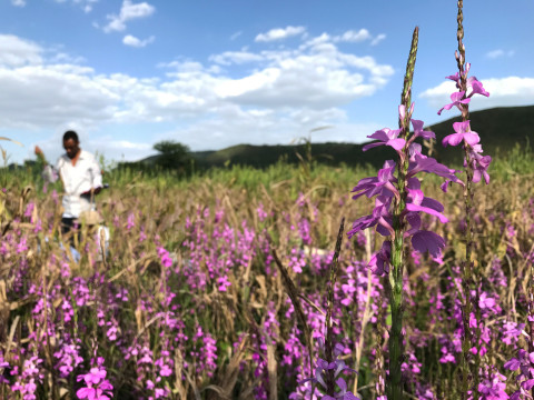 Striga and sorghum 