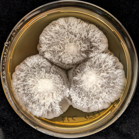 Fungal strains can be allies against Striga 