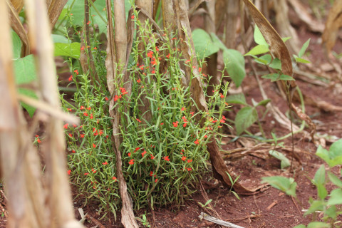 Striga Asitica on maize