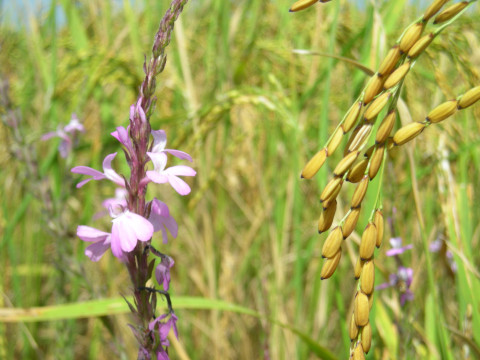 Striga hermonthica