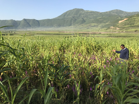 Sorghum Field 
