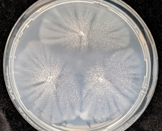Fungi