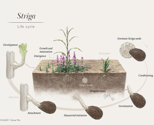 Striga Lifecycle